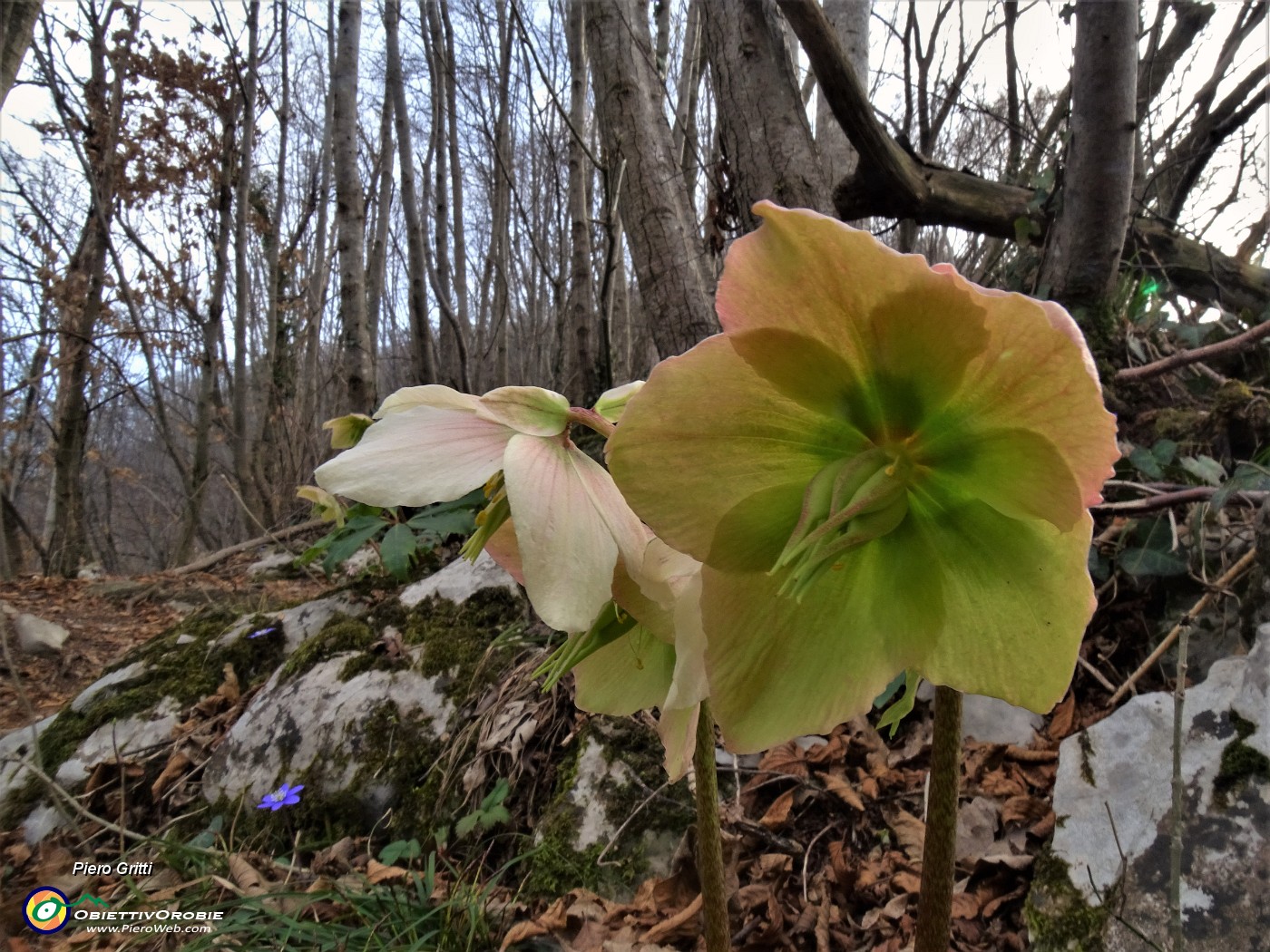 72 Helleborus niger (Ellebori) in fruttescenza.JPG